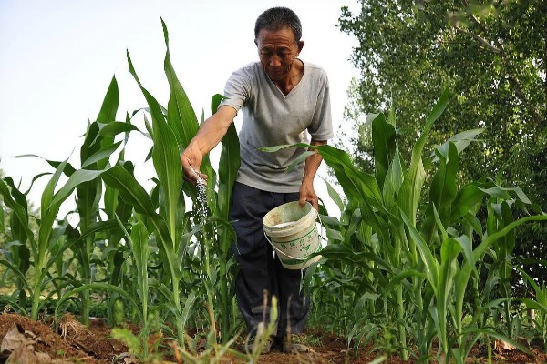 玉米穗上的虫子怎么防治,可生物防治也可化学防治