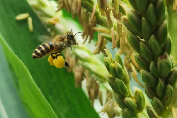 玉米穗上的虫子怎么防治,可生物防治也可化学防治