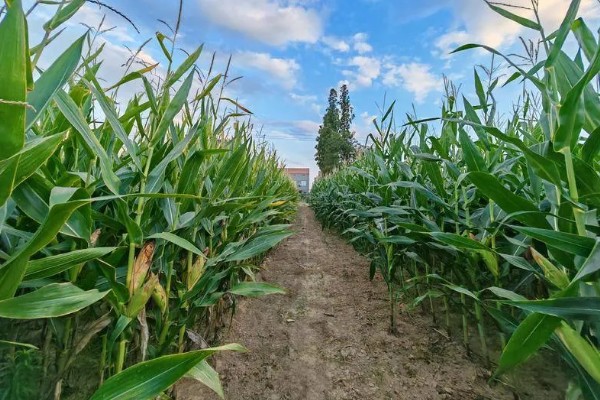 玉米穗上的虫子怎么防治,可生物防治也可化学防治