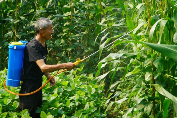 玉米穗上的虫子怎么防治,可生物防治也可化学防治