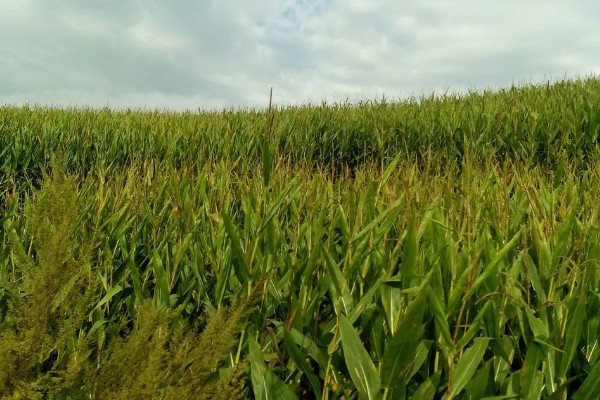 玉米穗上的虫子怎么防治,可生物防治也可化学防治