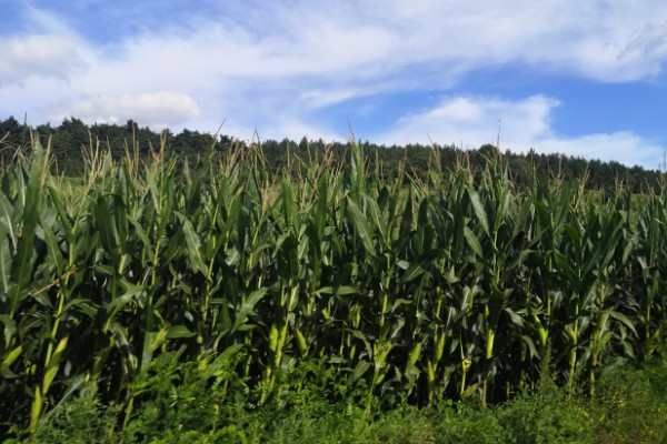 玉米穗上的虫子怎么防治,可生物防治也可化学防治