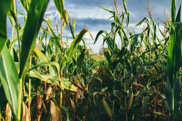 玉米穗上的虫子怎么防治,可生物防治也可化学防治