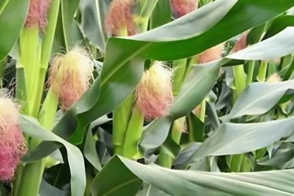 玉米穗上的虫子怎么防治,可生物防治也可化学防治