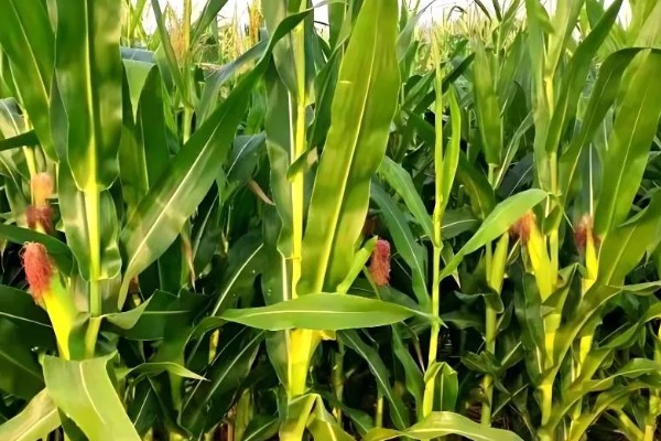 玉米穗上的虫子怎么防治,可生物防治也可化学防治