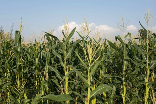 玉米穗上的虫子怎么防治,可生物防治也可化学防治