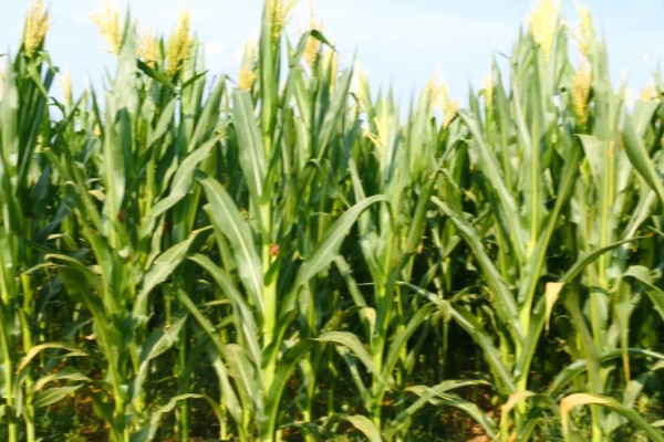 玉米穗上的虫子怎么防治,可生物防治也可化学防治