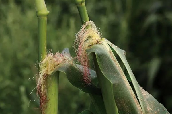 玉米穗上的虫子怎么防治,可生物防治也可化学防治