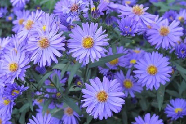 紫菀的花语，寓意美好的爱情、长寿安康等