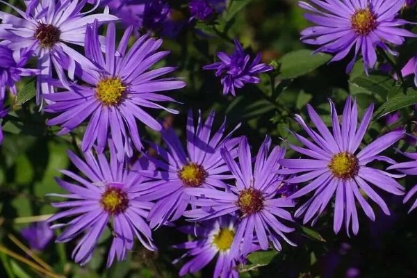 紫菀的花语，寓意美好的爱情、长寿安康等