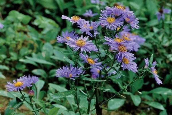 紫菀的花语，寓意美好的爱情、长寿安康等