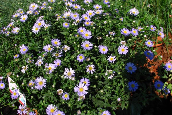 紫菀的花语，寓意美好的爱情、长寿安康等