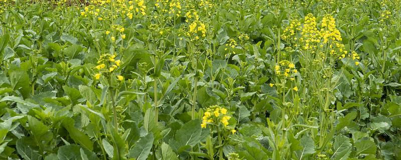 油菜耐寒温度，可以忍耐-8℃的低温