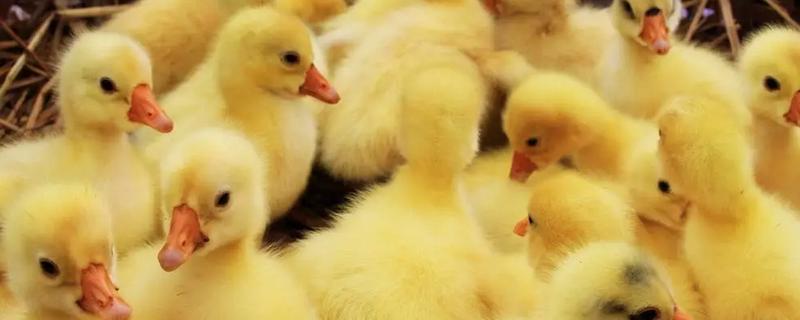 怎么区分公鹅和母鹅，可以通过观察出生时的颜色辨别