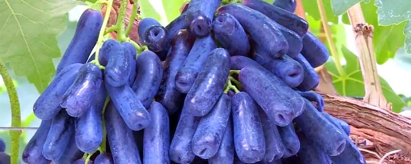 蓝宝石葡萄的露天种植技术，春季3-5月份种植