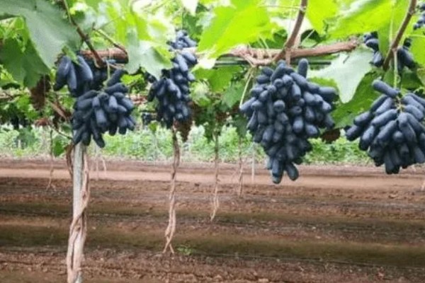 蓝宝石葡萄的露天种植技术，春季3-5月份种植