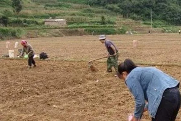蓝宝石葡萄的露天种植技术，春季3-5月份种植