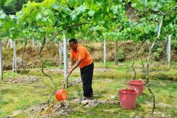 蓝宝石葡萄的露天种植技术，春季3-5月份种植
