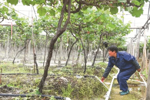 蓝宝石葡萄的露天种植技术，春季3-5月份种植