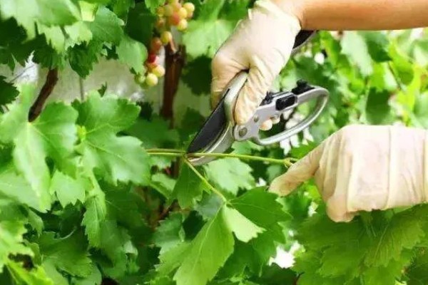 蓝宝石葡萄的露天种植技术，春季3-5月份种植