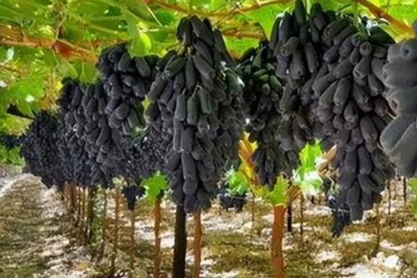 蓝宝石葡萄的露天种植技术，春季3-5月份种植