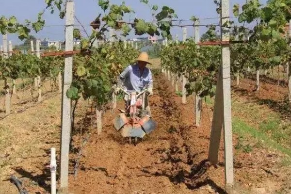 蓝宝石葡萄的露天种植技术，春季3-5月份种植