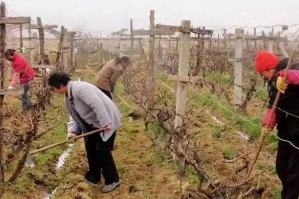 蓝宝石葡萄的露天种植技术，春季3-5月份种植