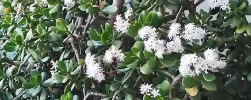 万年青会不会开花，万年青是开花的