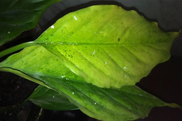 万年青会不会开花，万年青是开花的