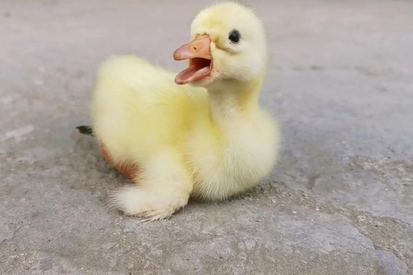 怎么区分公鹅和母鹅，可以通过观察出生时的颜色辨别