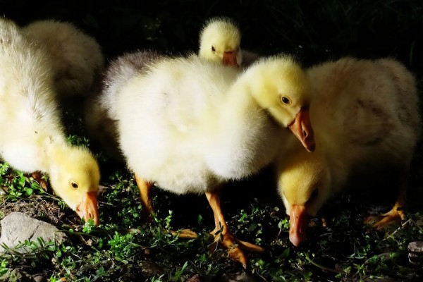 怎么区分公鹅和母鹅，可以通过观察出生时的颜色辨别