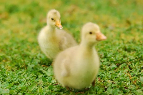 怎么区分公鹅和母鹅，可以通过观察出生时的颜色辨别