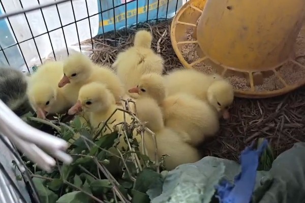 怎么区分公鹅和母鹅，可以通过观察出生时的颜色辨别