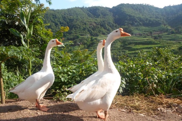 怎么区分公鹅和母鹅，可以通过观察出生时的颜色辨别