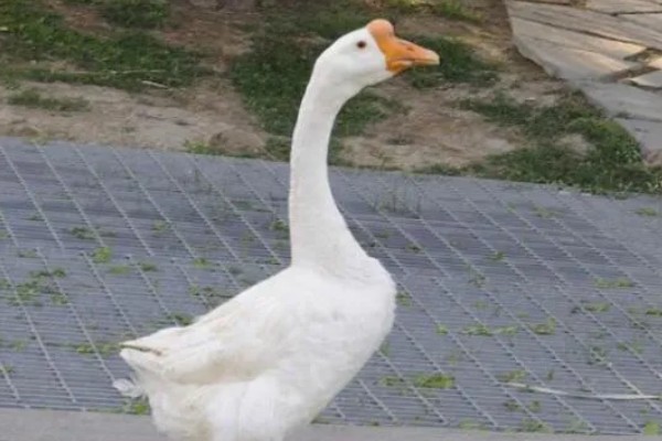 怎么区分公鹅和母鹅，可以通过观察出生时的颜色辨别