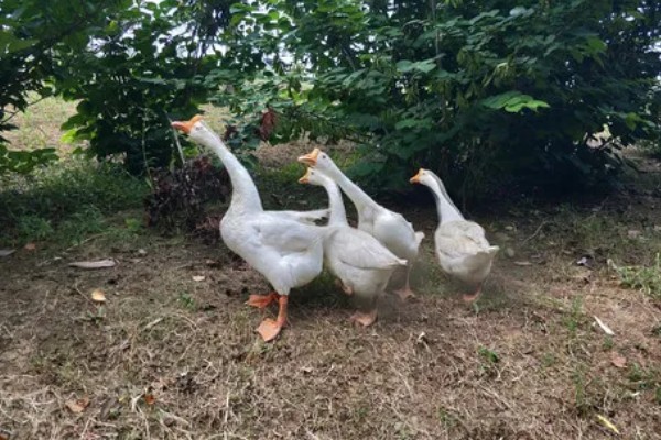 怎么区分公鹅和母鹅，可以通过观察出生时的颜色辨别