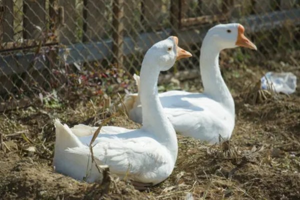 怎么区分公鹅和母鹅，可以通过观察出生时的颜色辨别