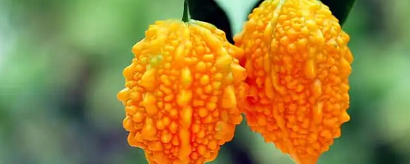 癞葡萄的市场价格,价格大约在8-10元/斤左右