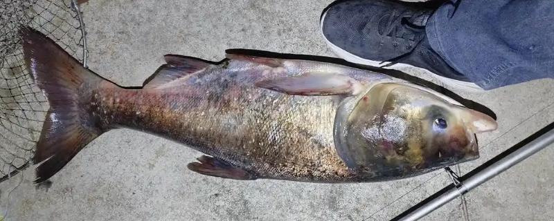 花鲢的食物有哪些，主食浮游生物