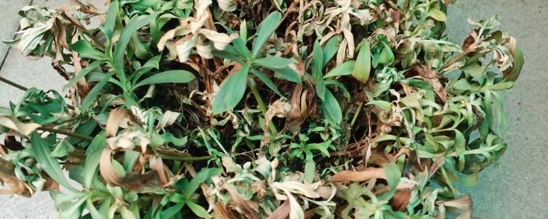 植物生病了如何处理，判断清楚病种再对症治疗