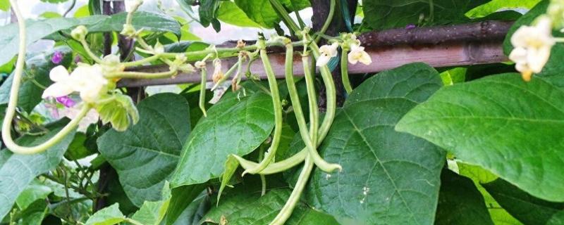 豆角钻心虫怎么防治，冬春季节适当浇水可以冻死幼虫