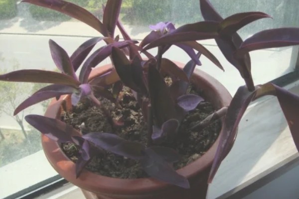 紫竹梅的养殖要点,适宜生长的温度在18-28℃