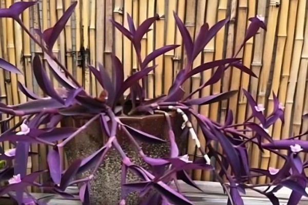 紫竹梅的养殖要点,适宜生长的温度在18-28℃