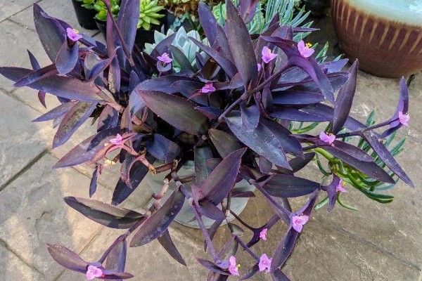 紫竹梅的养殖要点,适宜生长的温度在18-28℃