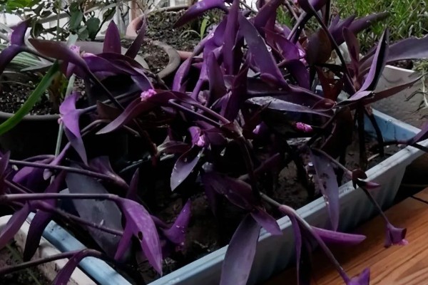 紫竹梅的养殖要点,适宜生长的温度在18-28℃