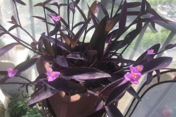 紫竹梅的养殖要点,适宜生长的温度在18-28℃