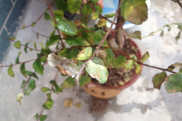 植物生病了如何处理，判断清楚病种再对症治疗