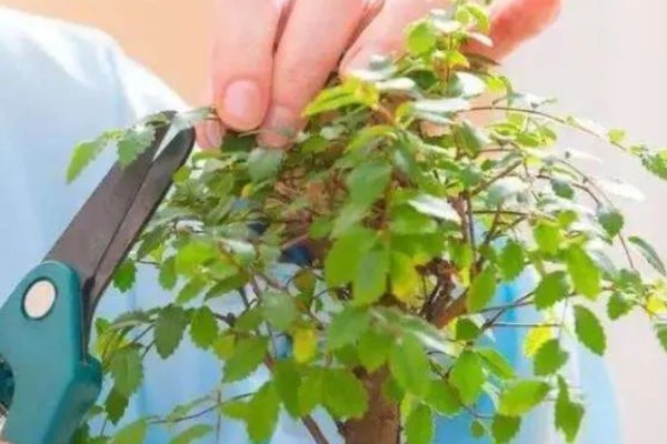 植物生病了如何处理，判断清楚病种再对症治疗