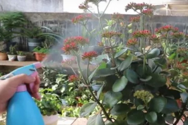 植物生病了如何处理，判断清楚病种再对症治疗