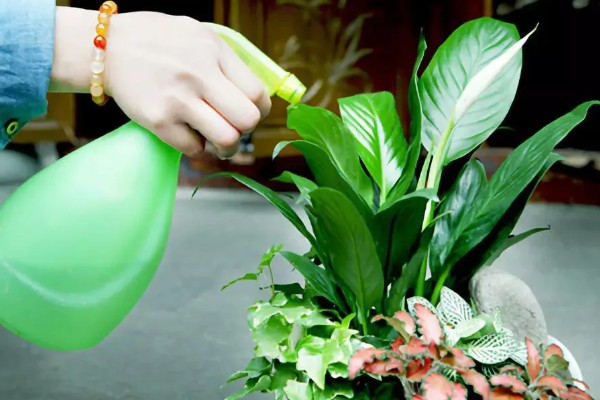 植物生病了如何处理，判断清楚病种再对症治疗